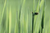 zwart soldaatje (cantharis rustica)